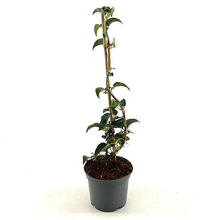 Hydrangea petiolaris Pot 2 Liter40 - 50 cm