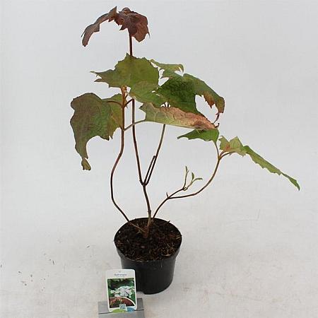 Hydrangea quercifolia Pot 2 liter 25-30cm