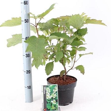 Hydrangea quercifolia Pot 2 liter 25-30cm