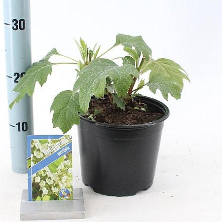 Hydrangea quercifolia Pot 3 liter 25-30cm