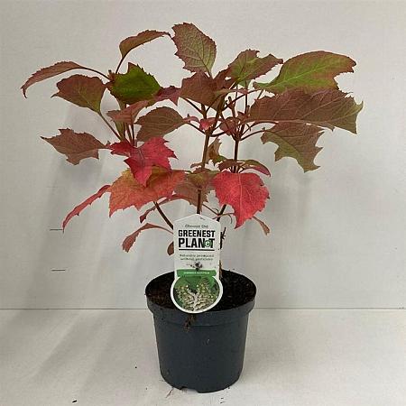 Hydrangea quercifolia Pot 3 liter 25-30cm