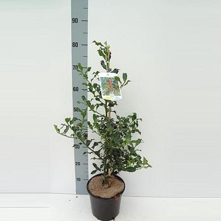 Ilex aq. 'Alaska' Pot 3 Liter 40 - 60 cm