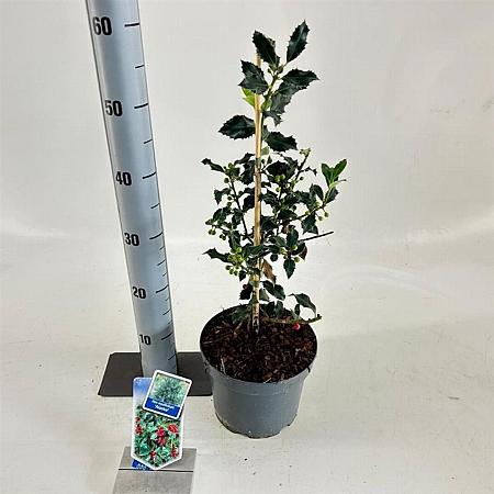 Ilex aq. 'Alaska' Pot 3 Liter 40 - 60 cm