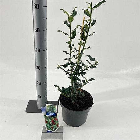 Ilex aq. 'Alaska' Pot 3 Liter 40 - 60 cm