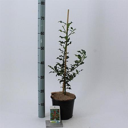 Ilex aq. 'Alaska' Pot 3 Liter 40 - 60 cm