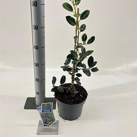 Ilex aq. 'J.C. van Tol' Pot 3 Liter 40 - 60 cm