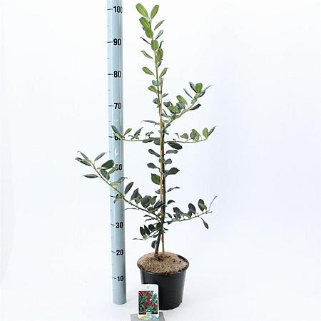 Ilex aq. 'J.C. van Tol' Pot 3 Liter 40 - 60 cm