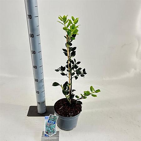 Ilex aq. 'J.C. van Tol' Pot 3 Liter 40 - 60 cm