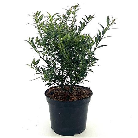 Ilex aq. 'Myrtifolia' Pot 3 Liter 40 - 50 cm