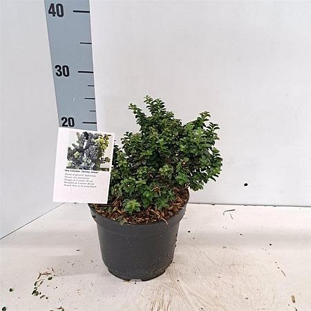 Ilex crenata Pot 2 Liter 10 - 20 cm