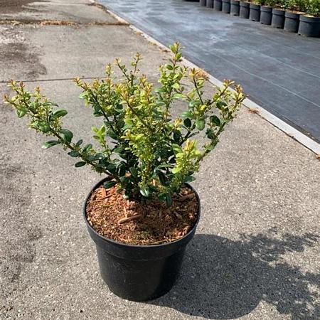 Ilex crenata 'Caroline Upright' Pot 2 Liter 20 - 30 cm