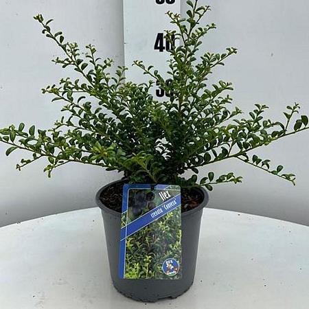 Ilex crenata 'Convexa' Pot 3 Liter 30 - 40 cm