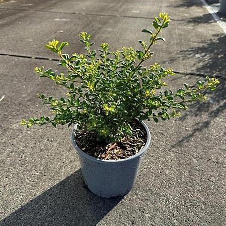 Ilex crenata 'Convexa' Pot 3 Liter 30 - 40 cm