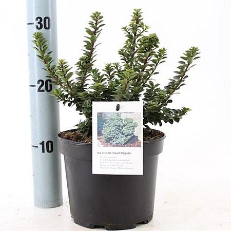 Ilex crenata 'Dwarf Pagoda' Pot 2 Liter 10 - 20 cm
