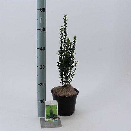 Ilex crenata 'Fastigiata' Pot 2 Liter40 - 50 cm