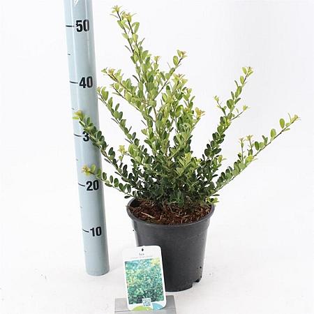 Ilex crenata 'Green Hedge' Pot 2 Liter 20 - 30 cm