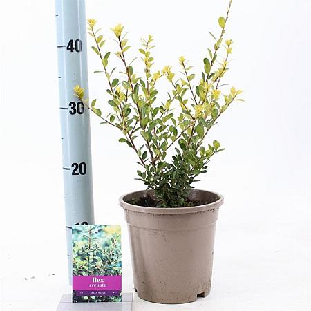 Ilex crenata 'Green Hedge' Pot 2 Liter 20 - 30 cm