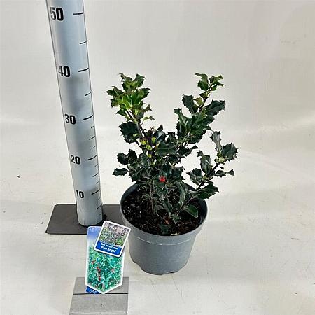 Ilex meserv. 'Blue Angel' Pot 3 Liter 30 - 40 cm