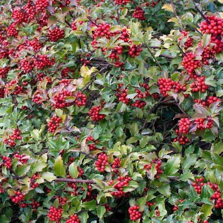 Ilex meserv. 'Blue Angel' Pot 3 Liter 30 - 40 cm