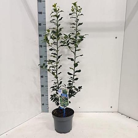 Ilex meserv. Blue Maid Pot 3 Liter 50 - 60 cm