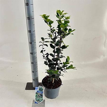 Ilex meserv. Blue Maid Pot 3 Liter 50 - 60 cm