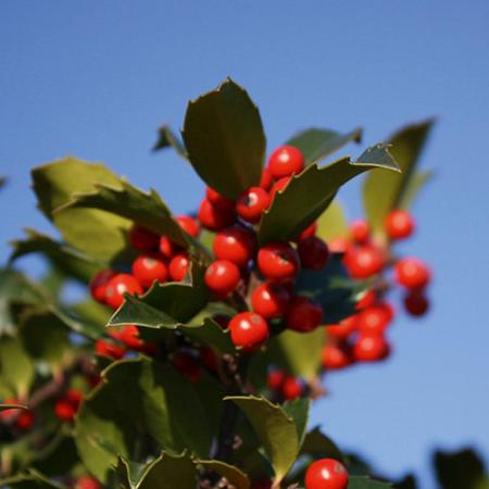 Ilex meserv. Blue Maid Pot 3 Liter 50 - 60 cm