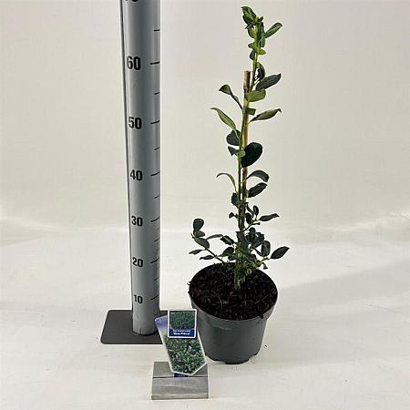 Ilex meserv. 'Blue Prince' Pot 3 Liter 30 - 40 cm