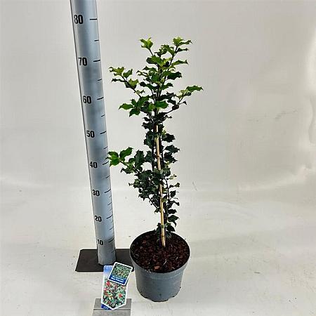 Ilex meserv. 'Blue Princess' Pot 3 Liter 30 - 40 cm
