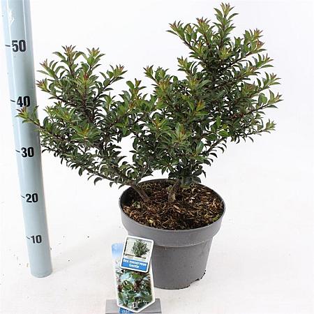 Ilex meserv. Gentle Pot 5 Liter 30 - 40 cm