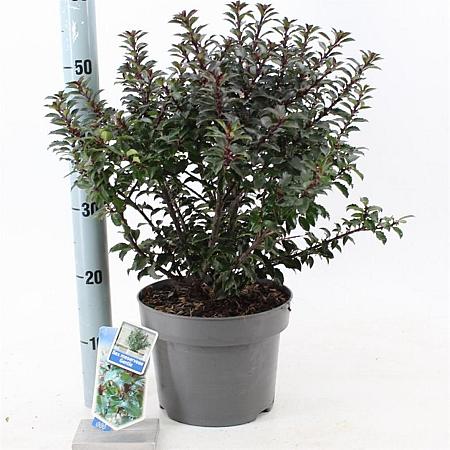 Ilex meserv. Gentle Pot 5 Liter 30 - 40 cm