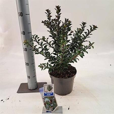 Ilex meserv. Gentle Pot 3 liter 25-30cm