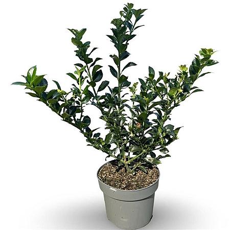 Ilex meserv. Heckenfee Pot 4 Liter 40 - 60 cm