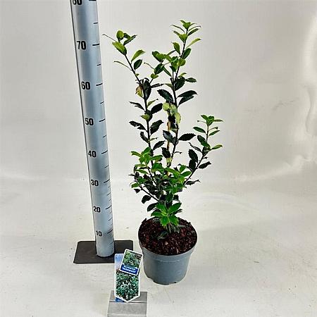 Ilex meserv. 'Heckenpracht' Pot 3 Liter 30 - 40 cm