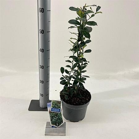 Ilex meserv. 'Heckenpracht' Pot 3 Liter 30 - 40 cm