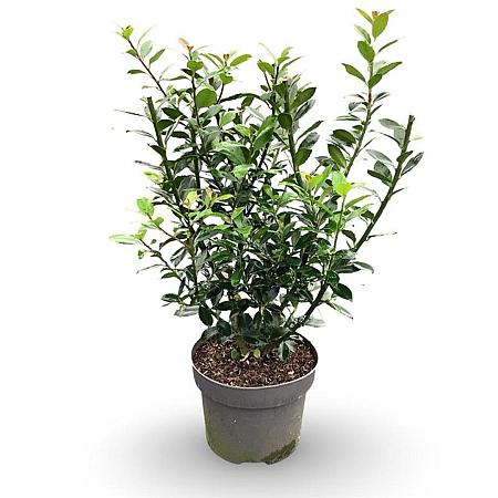 Ilex meserv. 'Heckenpracht' Pot 4 Liter 40 - 60 cm