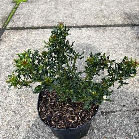 Ilex meserv. 'Horstmann Mini' Pot 2 Liter 10 - 20 cm