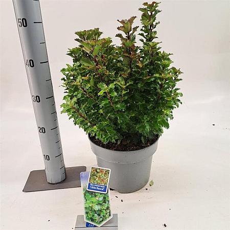 Ilex meserv. Little Rascal Pot 5 Liter 30 - 40 cm