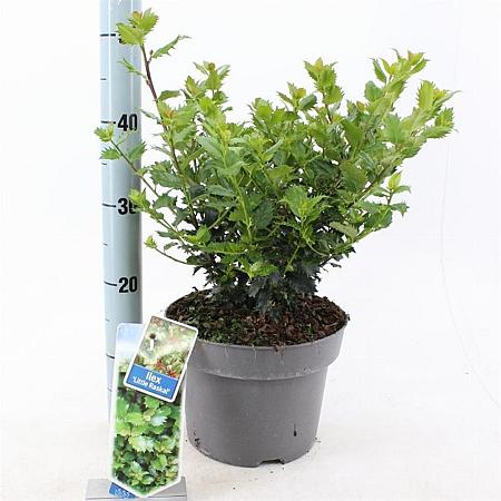 Ilex meserv. Little Rascal Pot 5 Liter 30 - 40 cm
