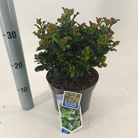 Ilex meserv. Little Rascal Pot 3 liter 20-25cm 
