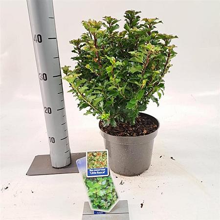 Ilex meserv. Little Rascal Pot 3 liter 20-25cm 