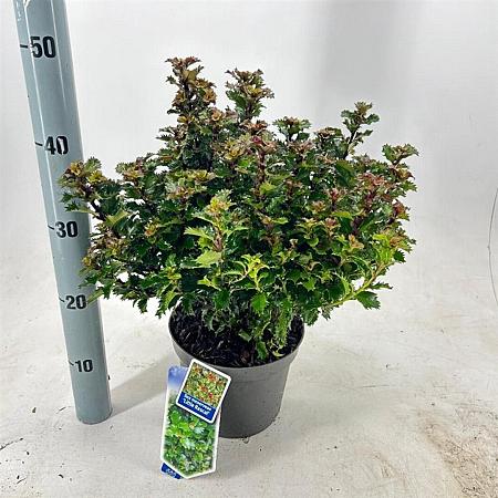 Ilex meserv. Little Rascal Pot 3 liter 20-25cm 