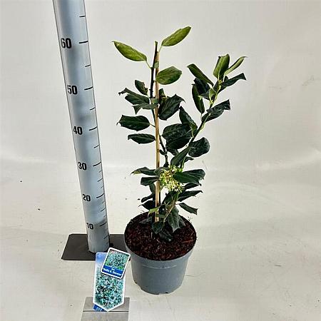 Ilex 'Nellie R. Stevens' Pot 3 Liter 40 - 50 cm