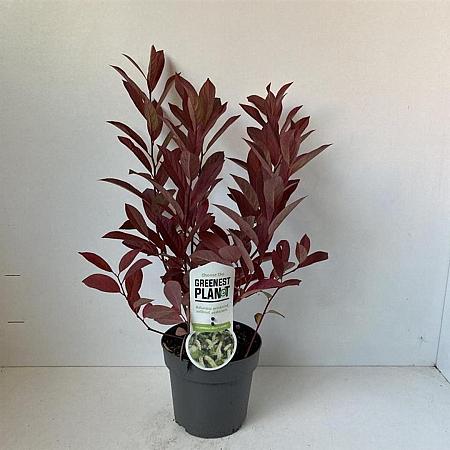 Itea virginica 'Henry's Garnet' Pot 2 liter 25-30cm