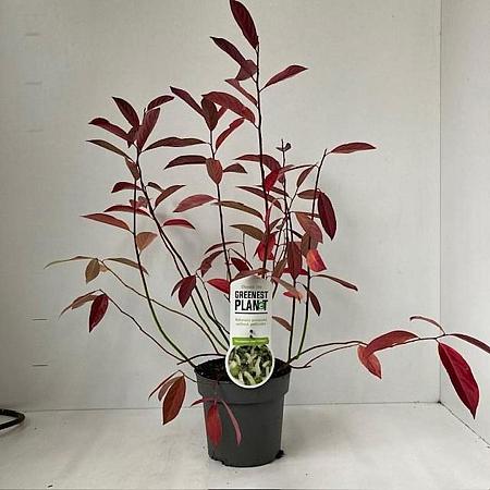 Itea virginica 'Henry's Garnet' Pot 2 liter 25-30cm