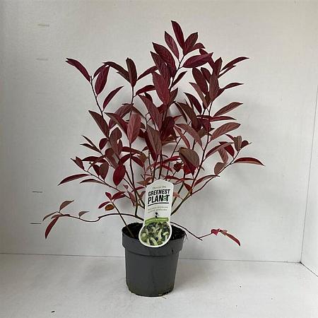 Itea virginica 'Henry's Garnet' Pot 2 liter 25-30cm
