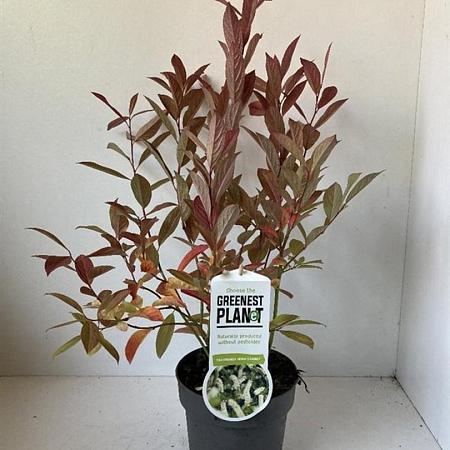Itea virginica 'Henry's Garnet' Pot 2 liter 25-30cm