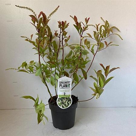 Itea virginica 'Henry's Garnet' Pot 2 liter 25-30cm