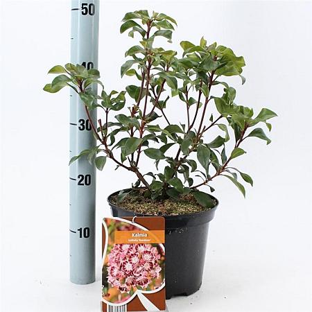 Kalmia lat. 'Bandeau' Pot 4 liter 25-30cm