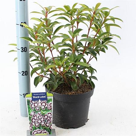 Kalmia lat. 'Black Label' Pot 4 liter 25-30cm