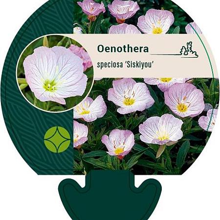 Oenothera speciosa 'Siskiyou' Pot 9 cm